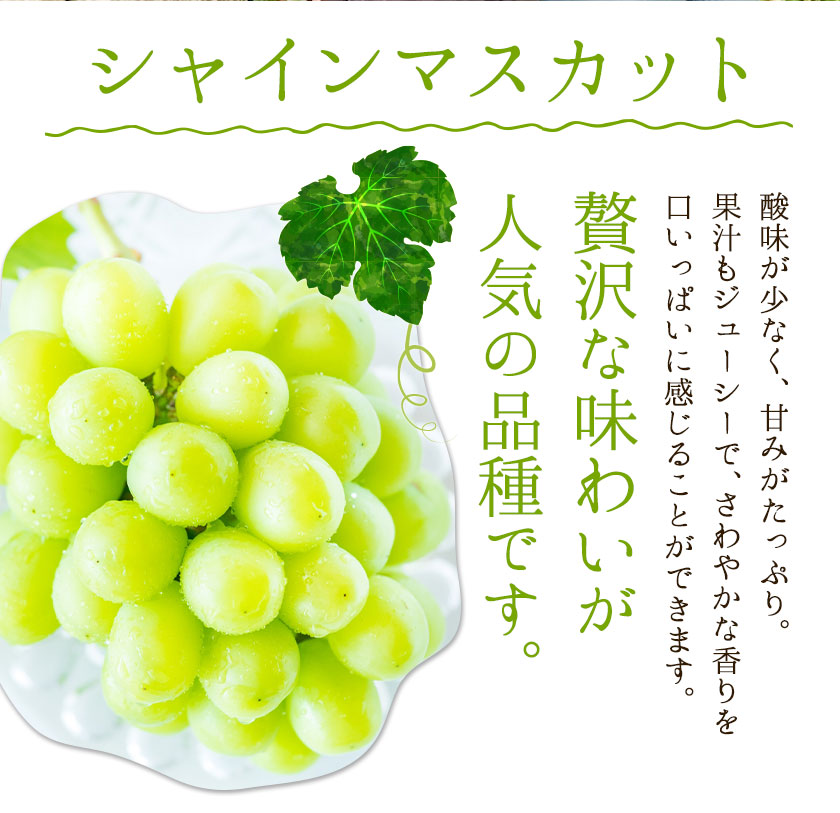 楽天市場】【ふるさと納税】訳あり シャインマスカット1.5kg 竹下果樹
