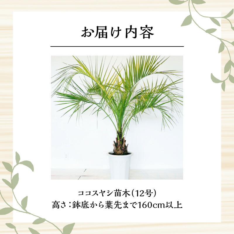 楽天市場】【ふるさと納税】南国宮崎産 ココスヤシ 特大 12号鉢 観葉