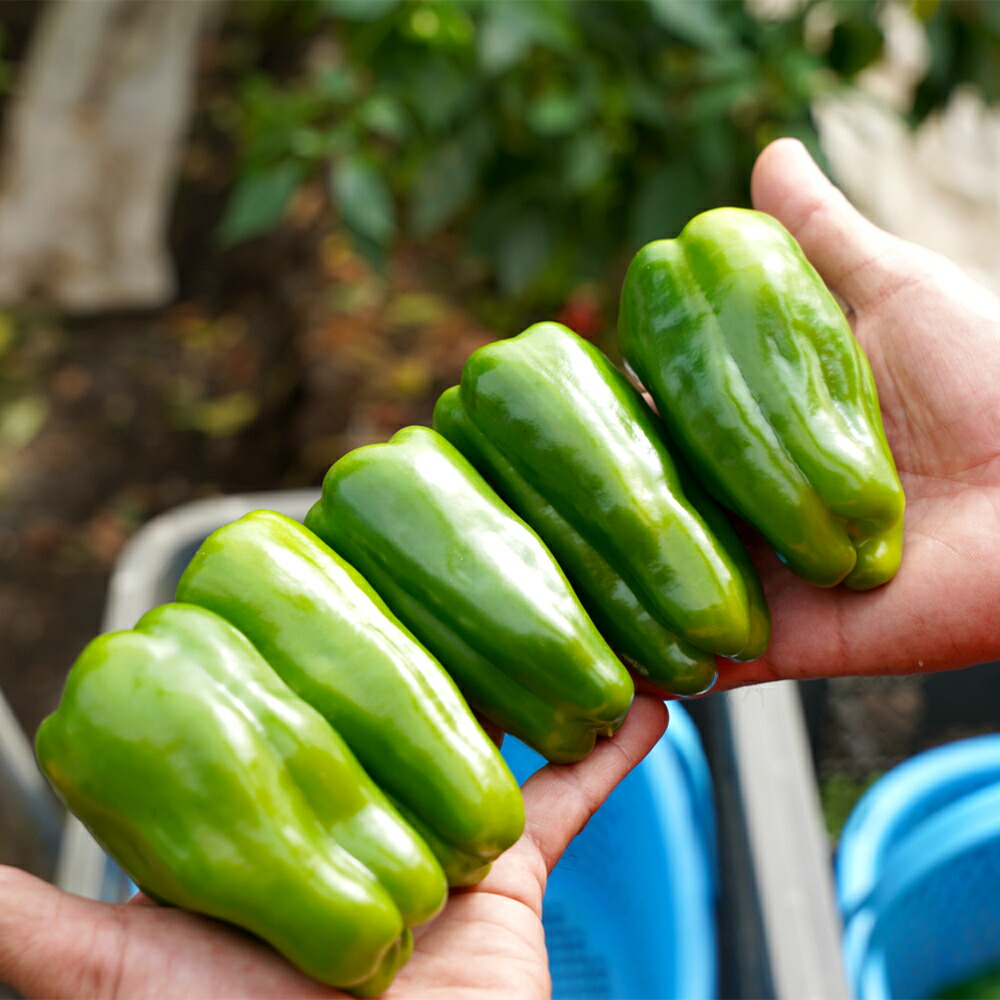 楽天市場】【ふるさと納税】高レビュー 4.9以上 生でも食べられる！ ひ