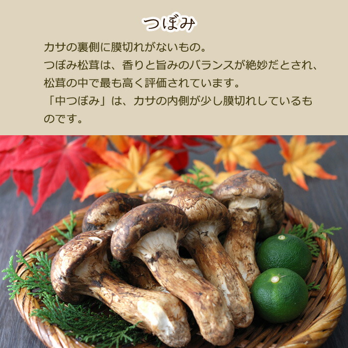 楽天市場】2026年10月分予約 【全額返金】国産 松茸 中つぼみ(半開き