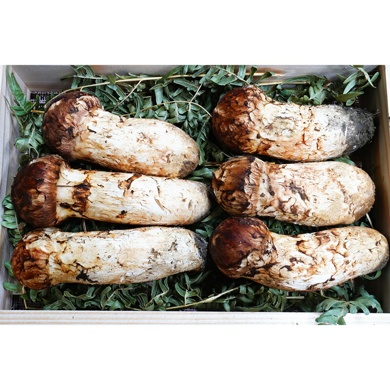 楽天市場】【ふるさと納税】日本に4名しかいない原木乾椎茸づくり名人