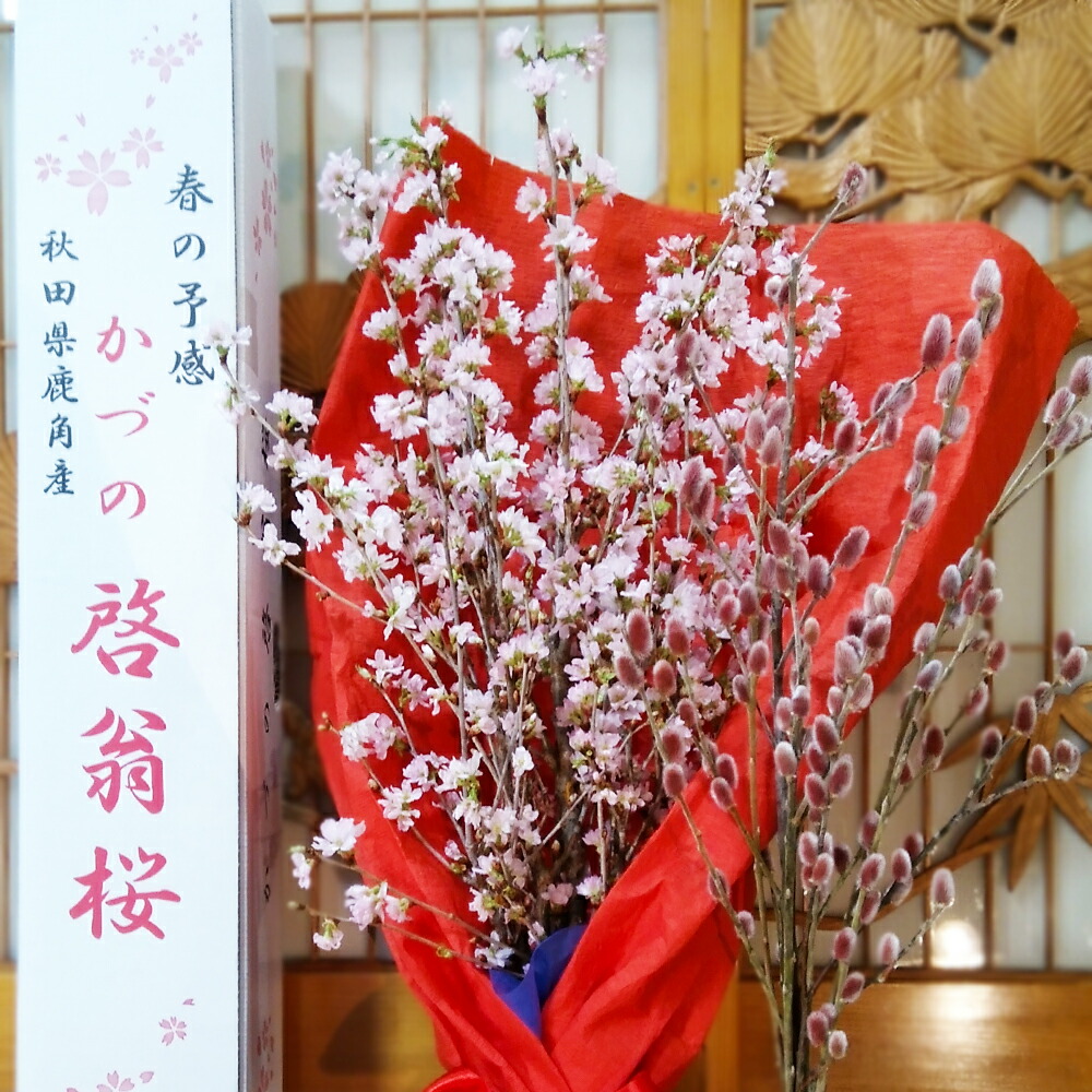 楽天市場】【ふるさと納税】 啓翁桜とピンクネコヤナギセット ( 50