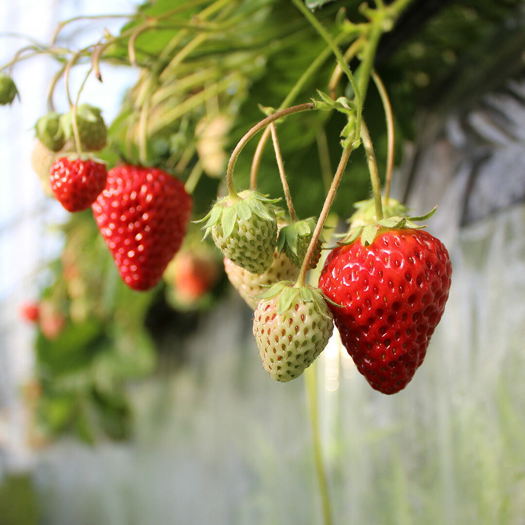 楽天市場】【ふるさと納税】完熟いちご恋みのり 選べる2パック/4パック