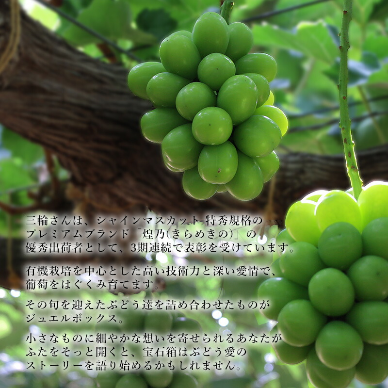 楽天市場】【ふるさと納税】ぶどう 2026年 先行予約 ジュエルボックス
