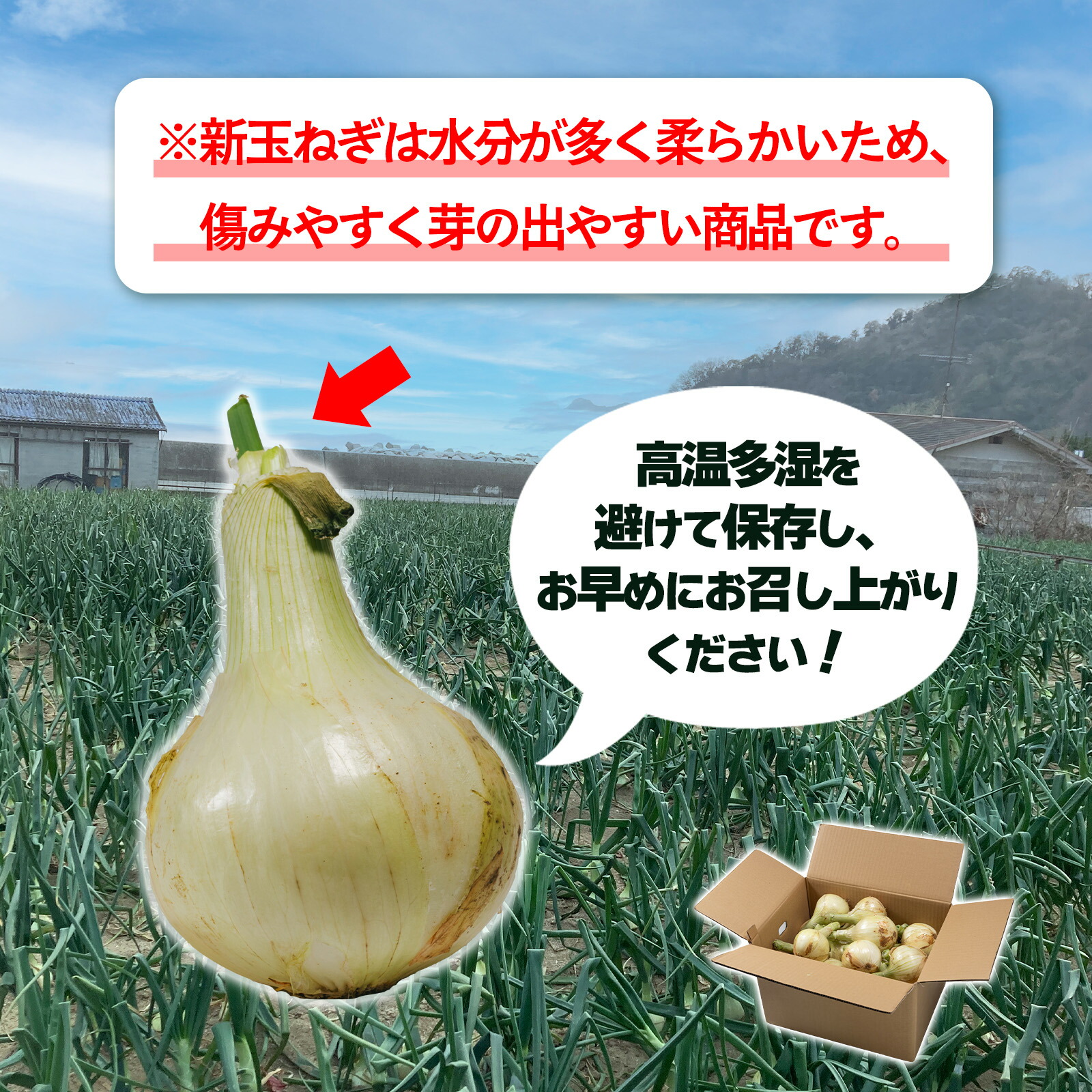 楽天市場】【ふるさと納税】 津和地新玉ねぎ 3kg～8kg | 玉ねぎ