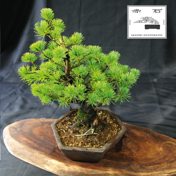 楽天市場】【ふるさと納税】 赤石の泉 赤石五葉松（鉢植え） D-12