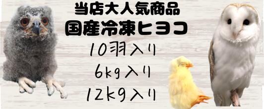 楽天市場】 国産冷凍ヒヨコ : しあわせをよぶふくろうの城