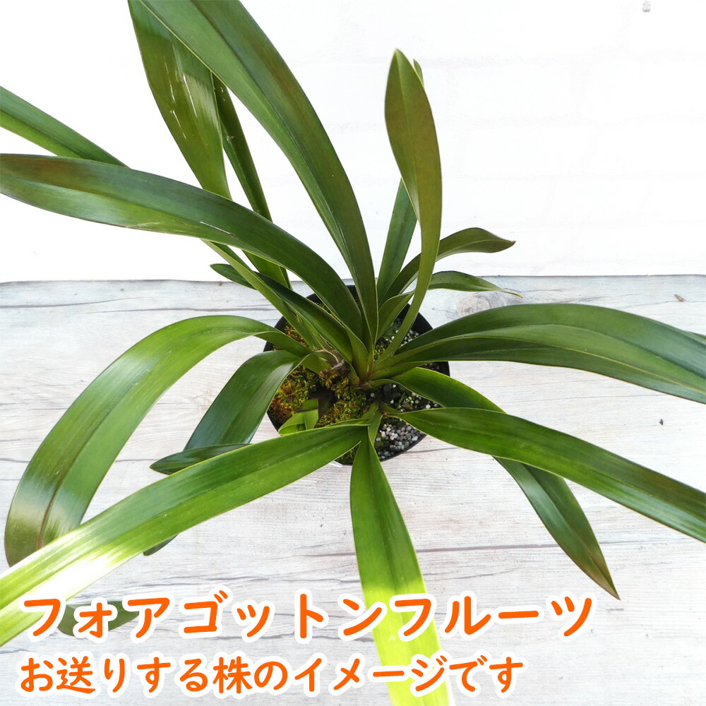 楽天市場】【 花芽3つ付き 】 シンビジウム 原種 「 フォアゴットン