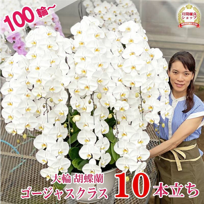 楽天市場】胡蝶蘭 特大輪 10本立ち 白 【最高品質 100輪以上保証