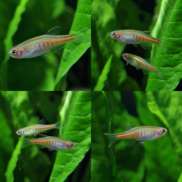 楽天市場】(熱帯魚 生体)オレンジグリッターダニオ （約2cm）（4匹
