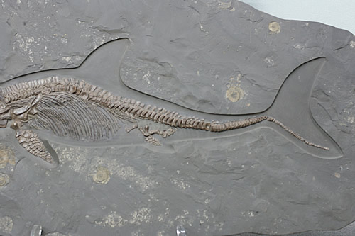 楽天市場】博物館クラス イクチオサウルス化石 : ギャラリーメイスン