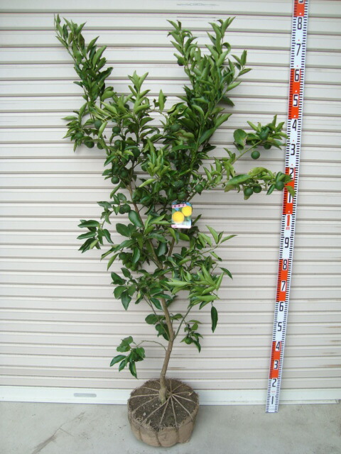 楽天市場】【花ゆず】5年生接木苗柚子の苗1本で実がなる 鉢植えok