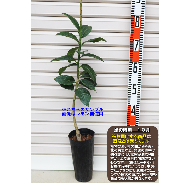 楽天市場】せ とか 4 年生 苗木の通販