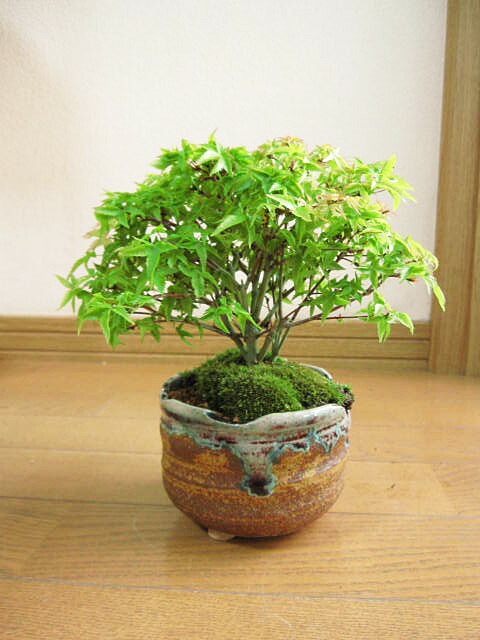 楽天市場】お誕生日の贈り物に もみじ盆栽 贈り物に ミニ盆栽:【清姫