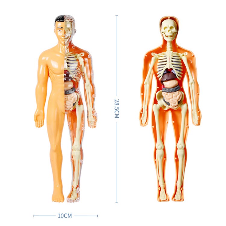 楽天市場】玩具 人体模型 知育玩具 胴体模型 人体模型 解剖 モデル