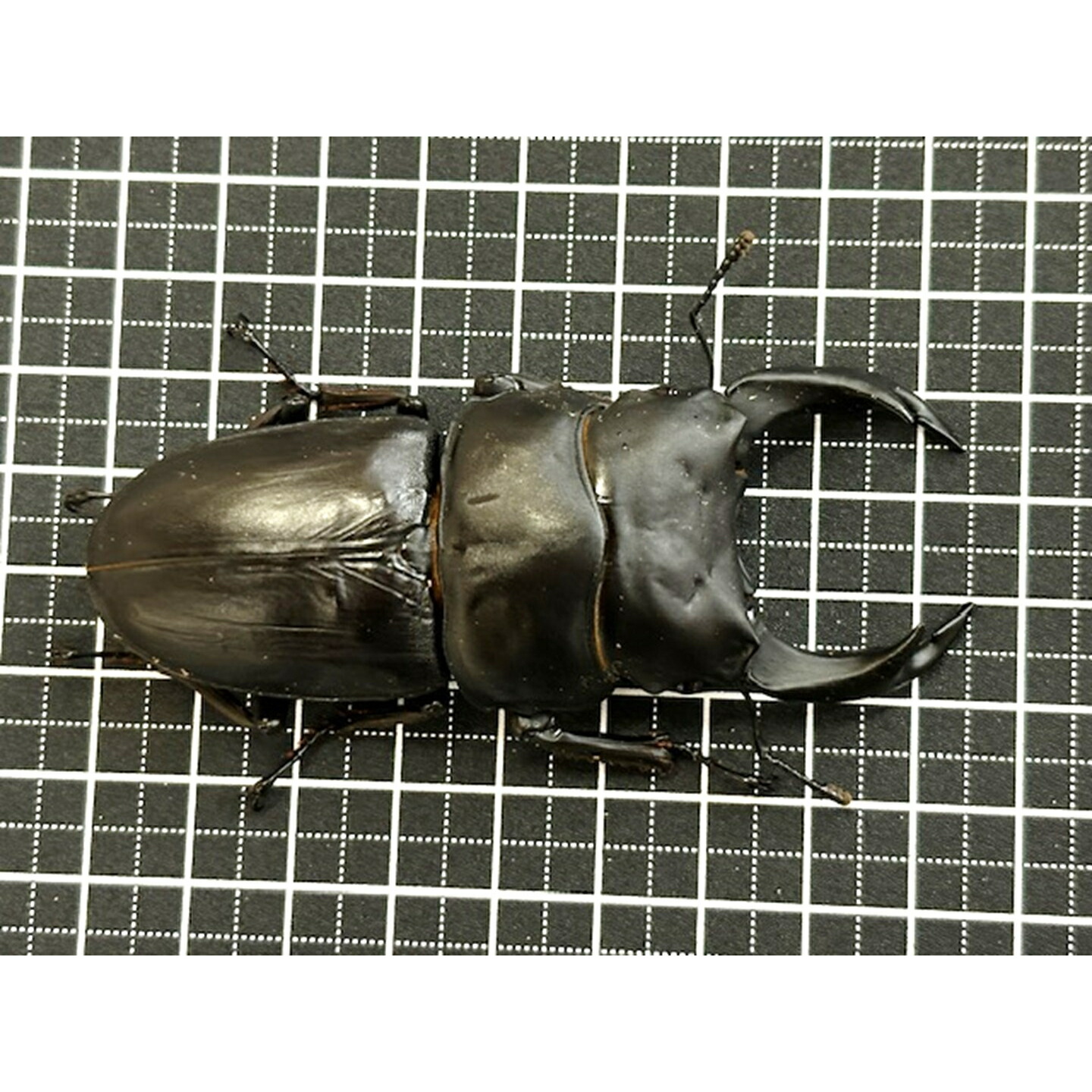 楽天市場】特大血統【DDA】能勢産オオクワガタ(能勢YG) 成虫 ♂75～超