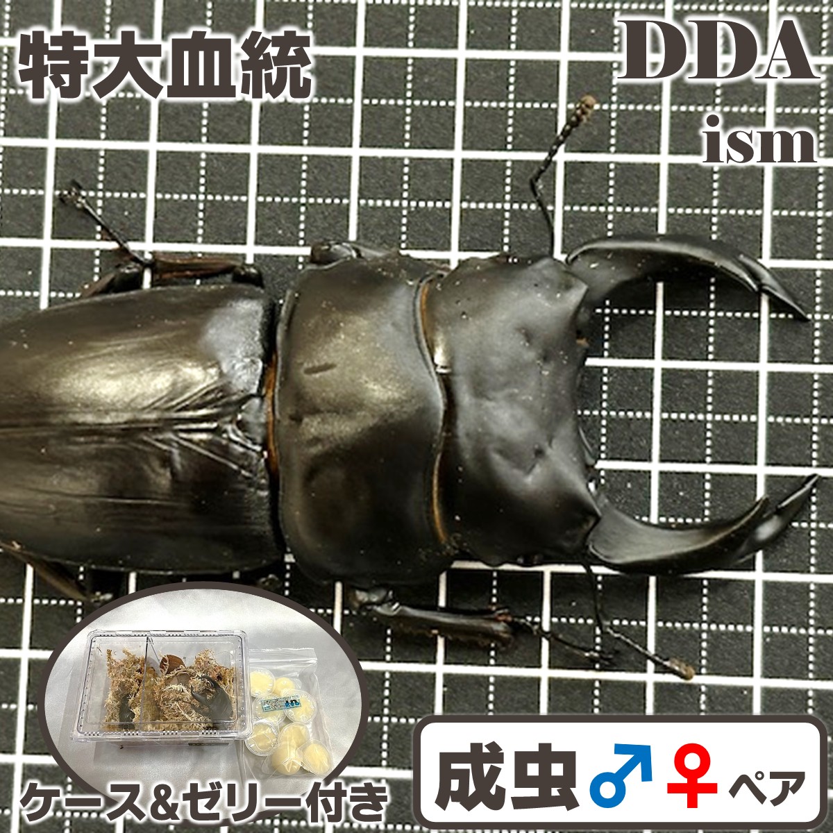 楽天市場】特大血統【DDA】能勢産オオクワガタ(能勢YG) 成虫 ♂75～超