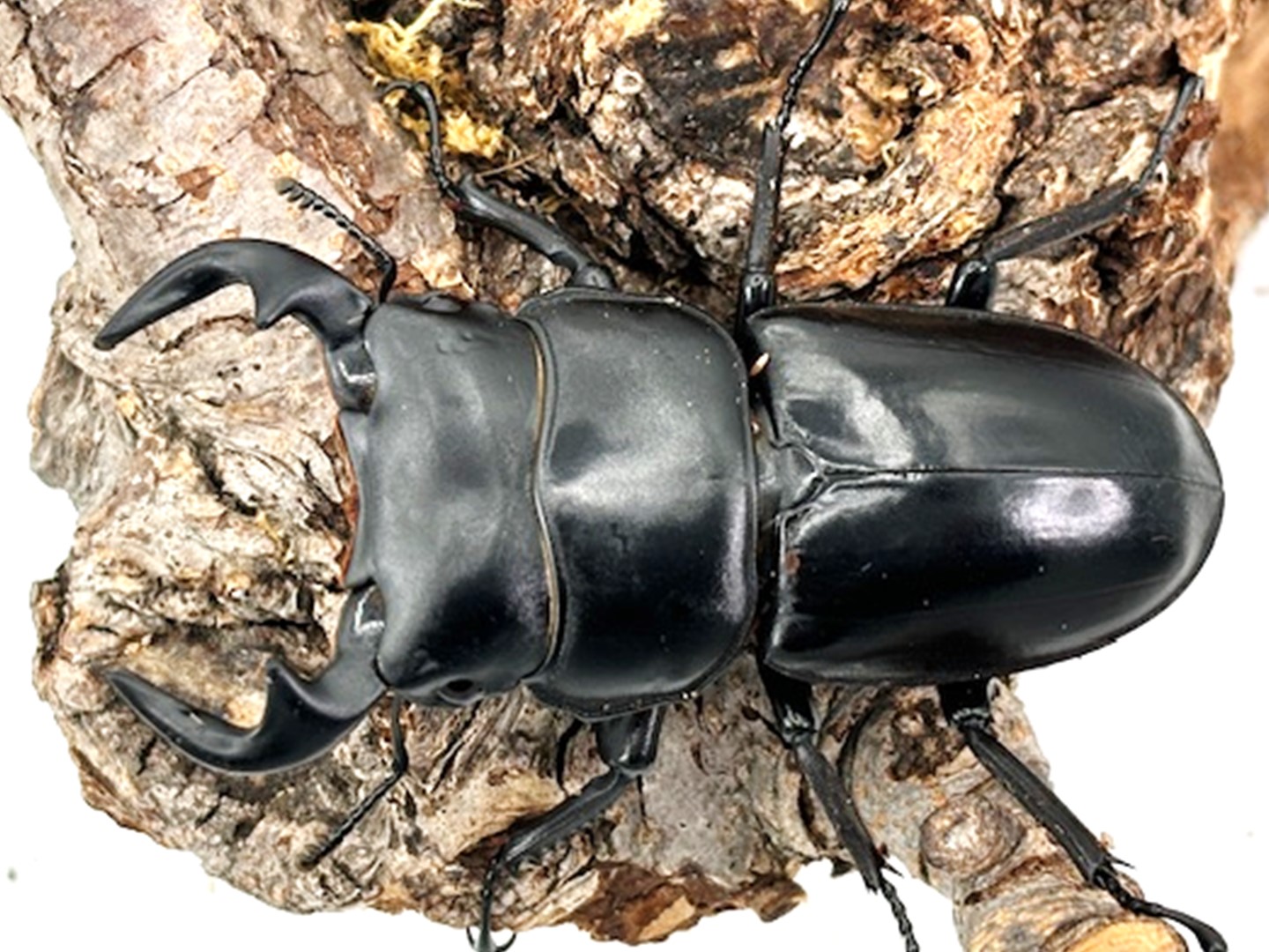 楽天市場】ベトナム便/天然個体【DDA】アンタエウスオオクワ 成虫 ペア