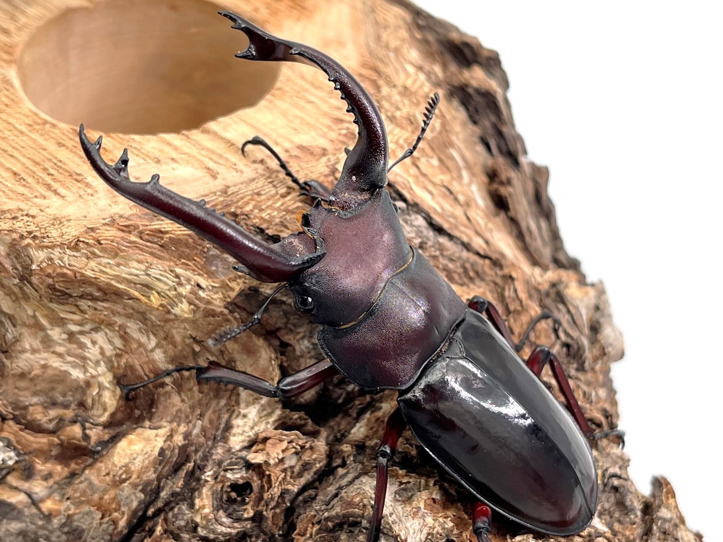 楽天市場】【DDA】フォルスターフタマタ 原名亜種 成虫 ♂55～75mmUP