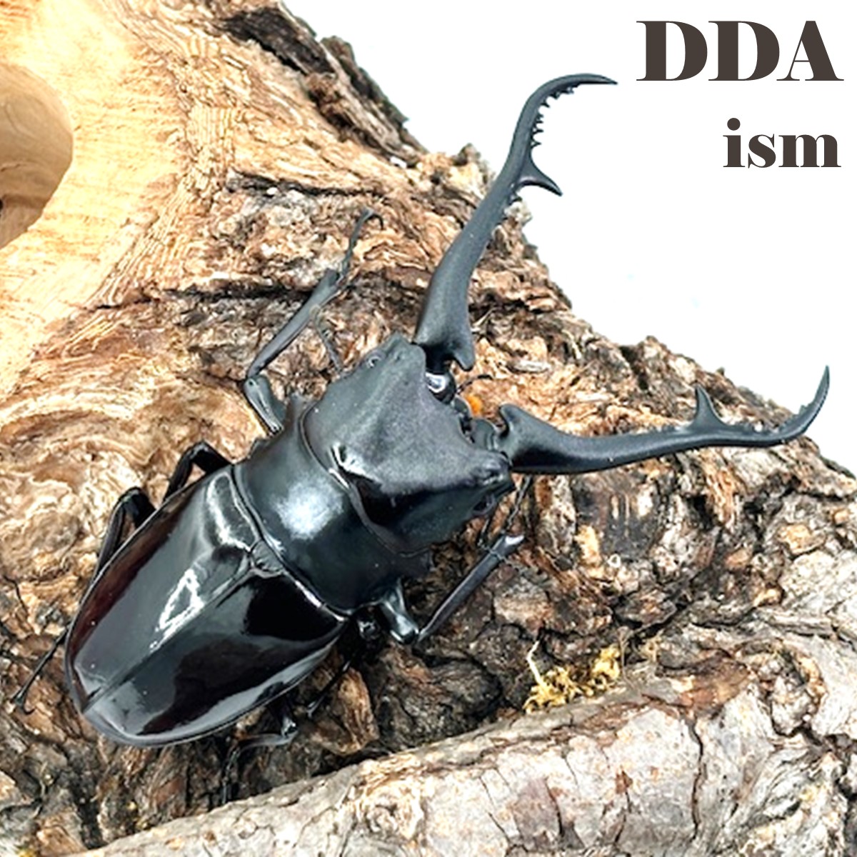 楽天市場】世界最大のクワガタ【DDA】ダイスケ・ギラファ (WD♂×CB