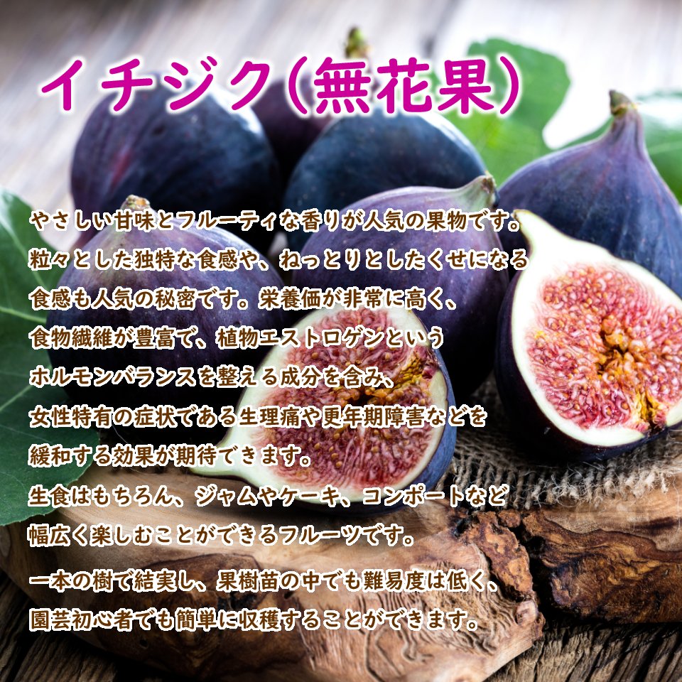 楽天市場】春まで落葉中です【とにかく根ががっちり！】イチジク