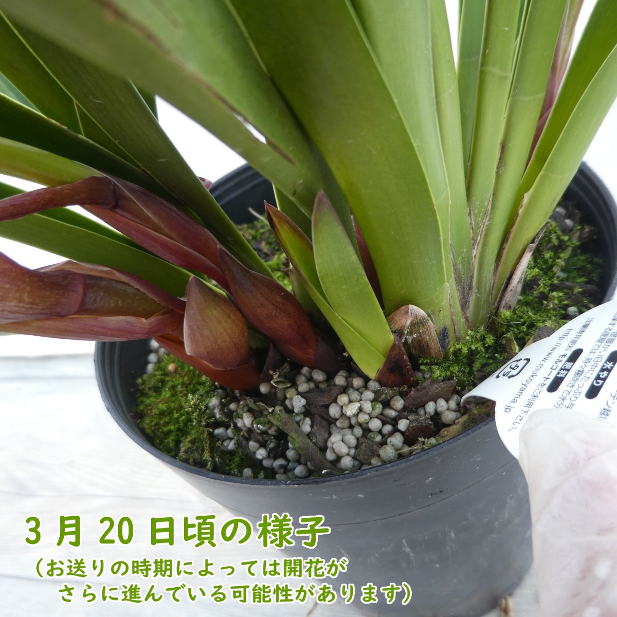 楽天市場】【 花芽3つ付き 】 シンビジウム 原種 「 フォアゴットン