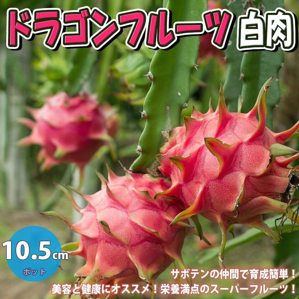 楽天市場】【送料無料】ドラゴンフルーツ 白肉 果樹苗 10.5cmポット
