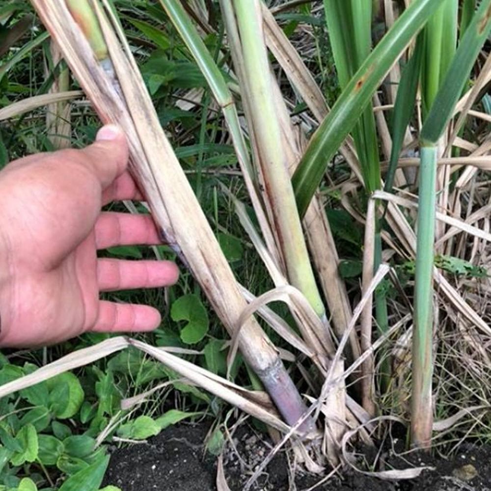 楽天市場】【送料無料】和三盆サトウキビ ( 竹糖 ) 果樹苗 10.5cm