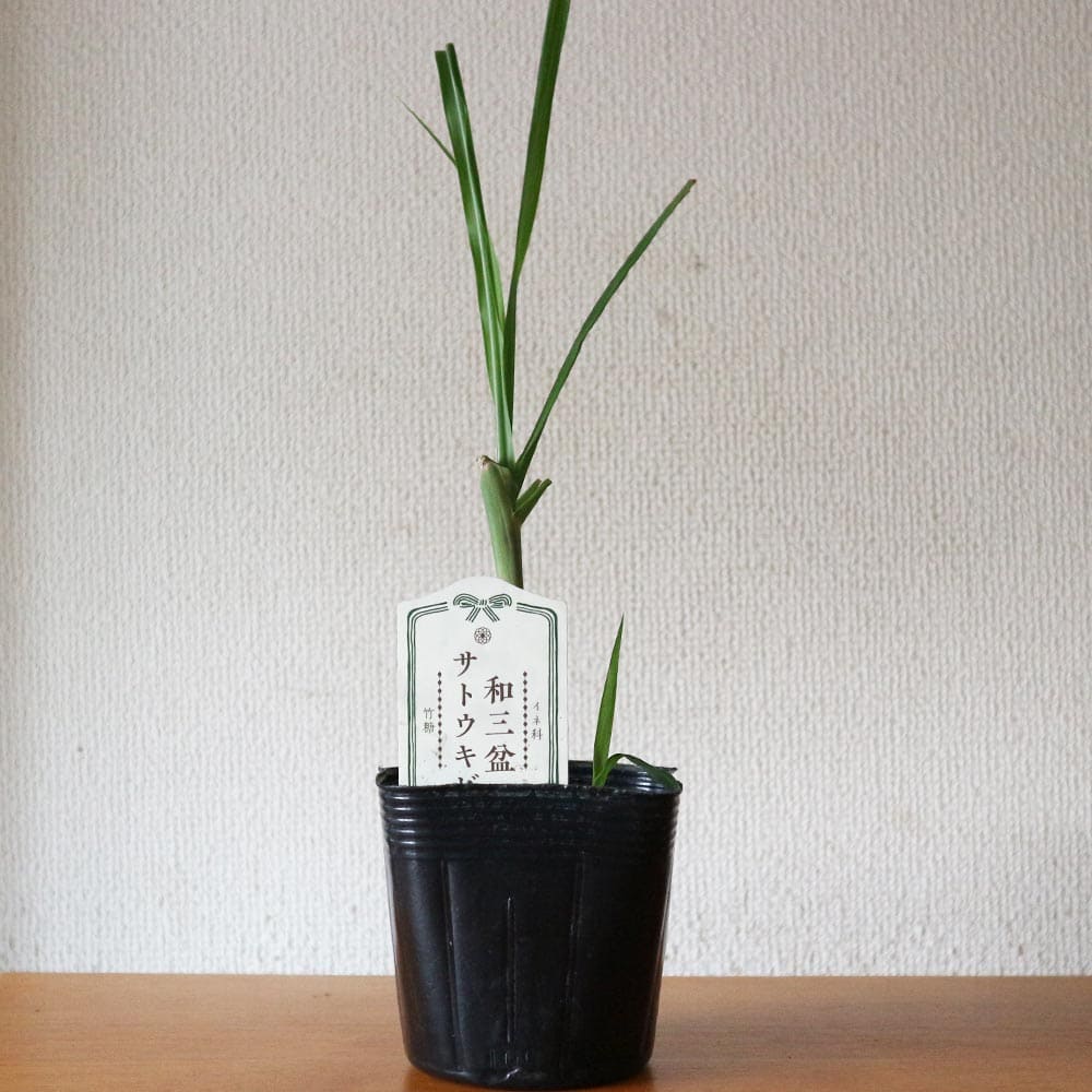 楽天市場】【送料無料】和三盆サトウキビ ( 竹糖 ) 果樹苗 10.5cm