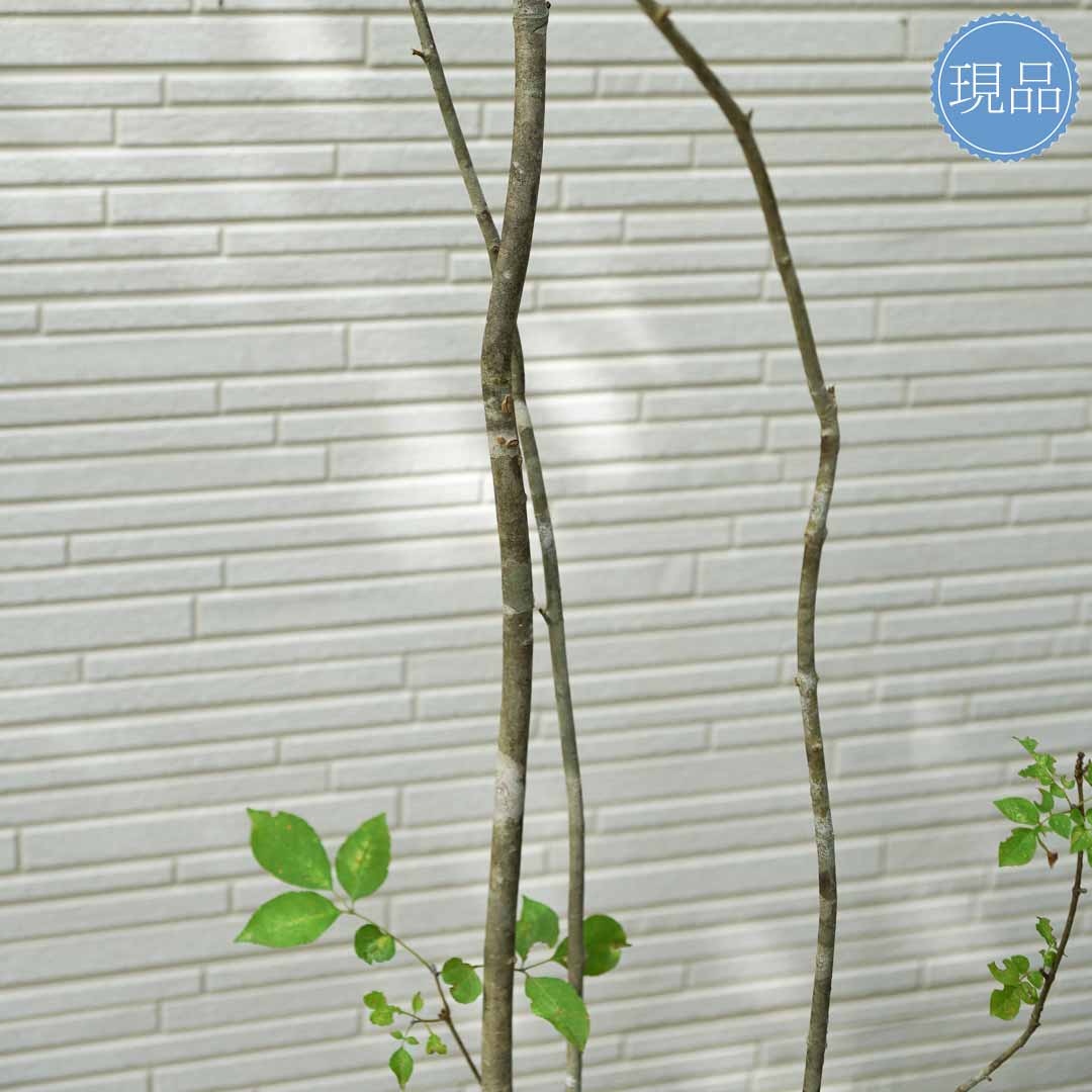 楽天市場】山採り【アオダモ】株立ち 自然風樹形 コバノトネリコ 樹高H