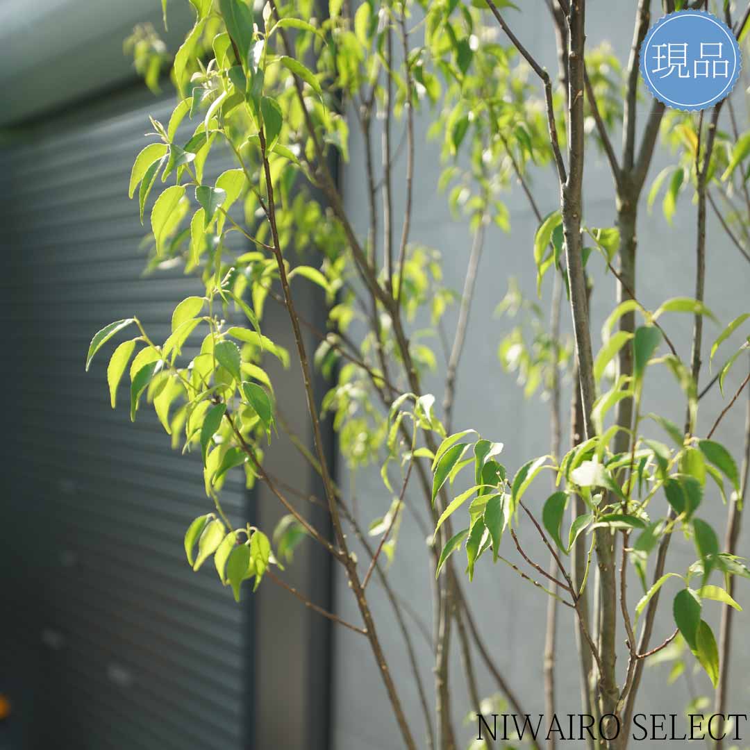 楽天市場】【現品】山採り【ハイノキ】株立ち 自然風樹形 樹高H≒260