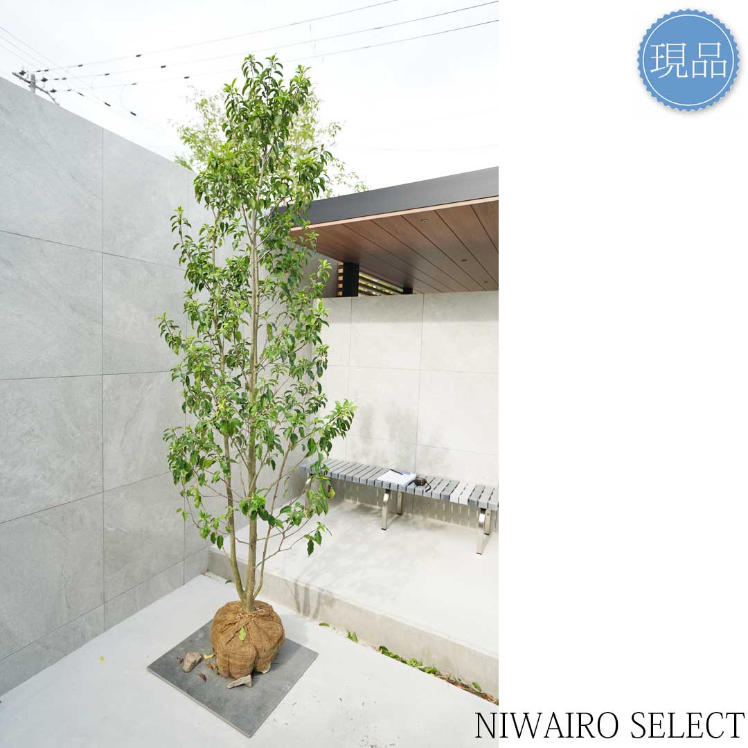 楽天市場】【現品】【ソヨゴ】本株立ち 自然風樹形 雌株 樹高H≒240