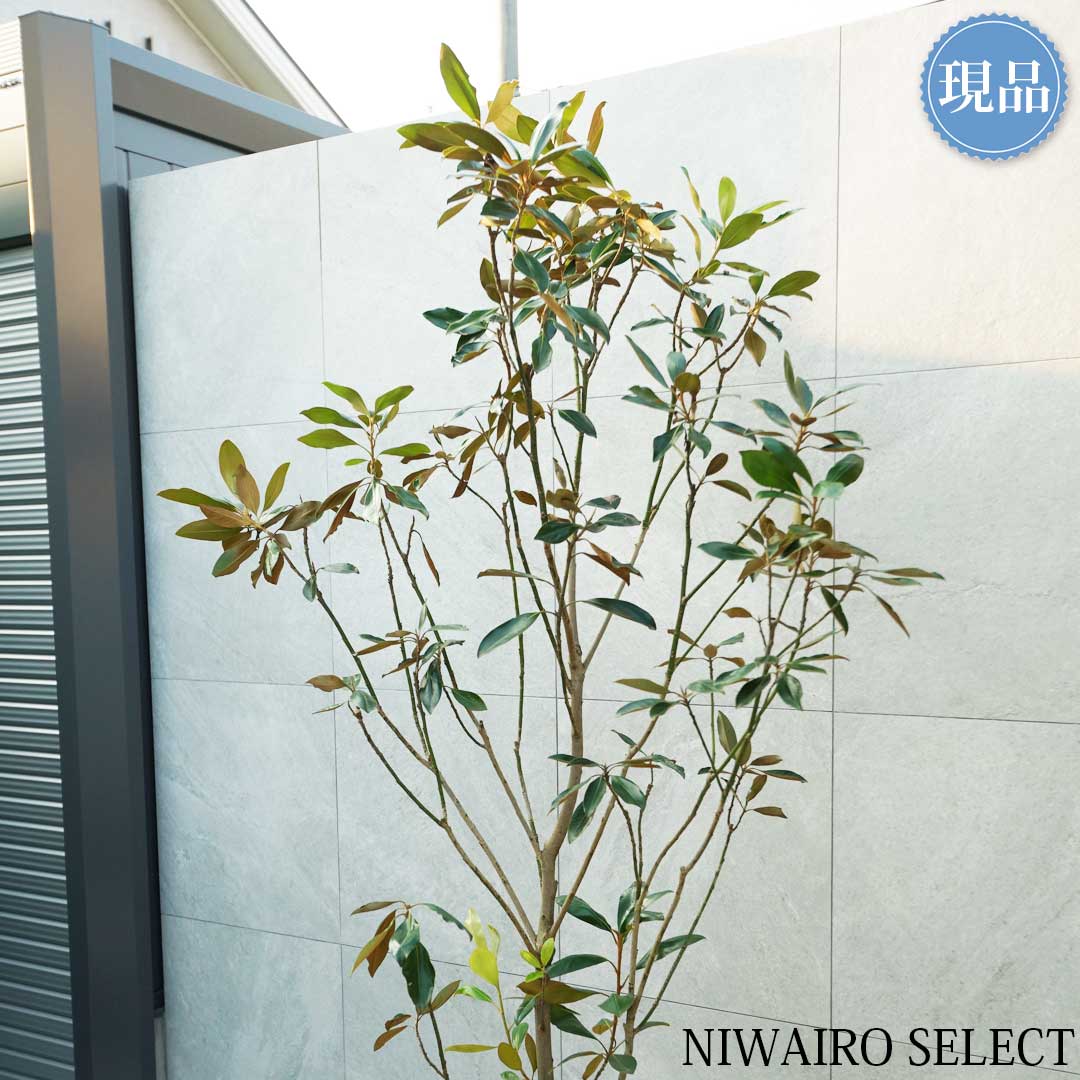 楽天市場】【現品】【リトルジェム】タイサンボク 矮性 自然風樹形