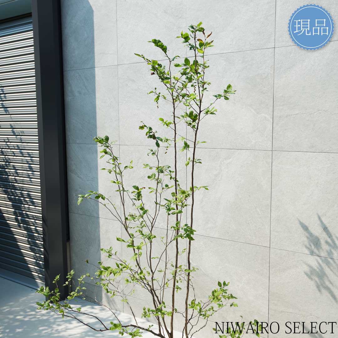 ナツハゼ 山採り ④ 楽天市場】【現品】山採り【ナツハゼ】夏櫨 株立ち