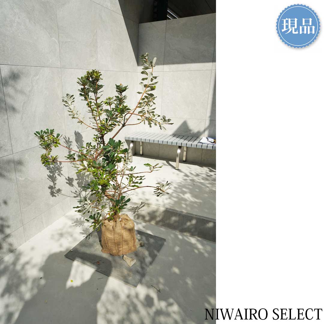 楽天市場】【現品】【バンクシア】コーストバンクシア オージー