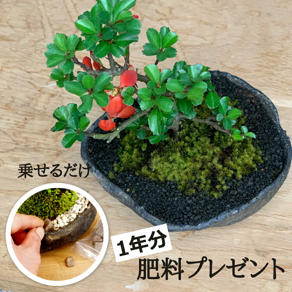 楽天市場】盆栽 長寿梅 紅花 紅長寿梅（べにちょうじゅばい） 紅長寿梅