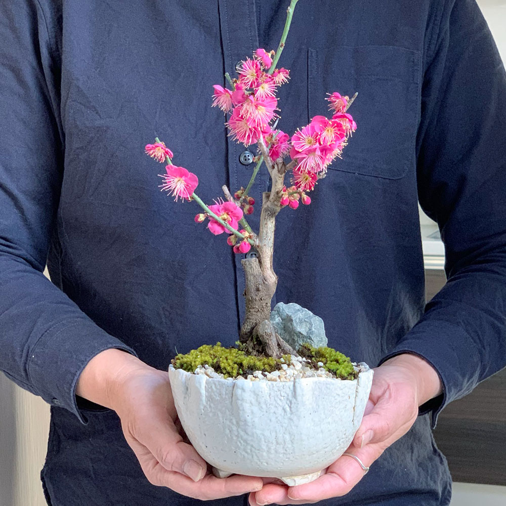 楽天市場】盆栽 梅 紅梅 梅盆栽花咲くボンサイ bonsai 香り高い お祝い