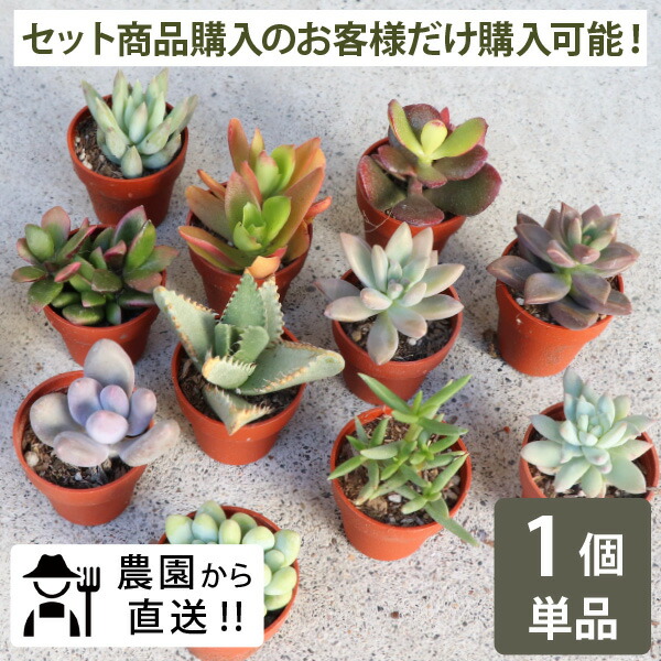 楽天市場】［セット購入者限定の追加単品購入用］農場直送！多肉植物 1