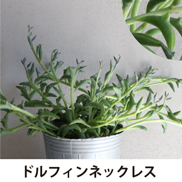 楽天市場】グリーンネックレス Mix ミックス 多肉植物 観葉植物 苗 24