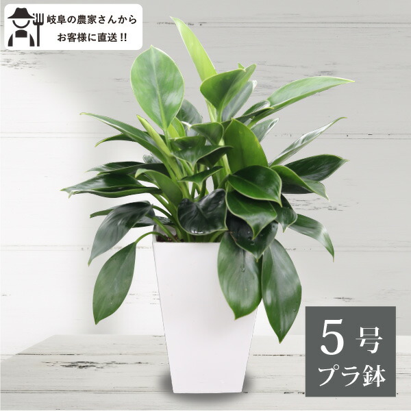 楽天市場】農場直送！フィロデンドロン・コンゴ 5号鉢 プラ鉢 観葉植物