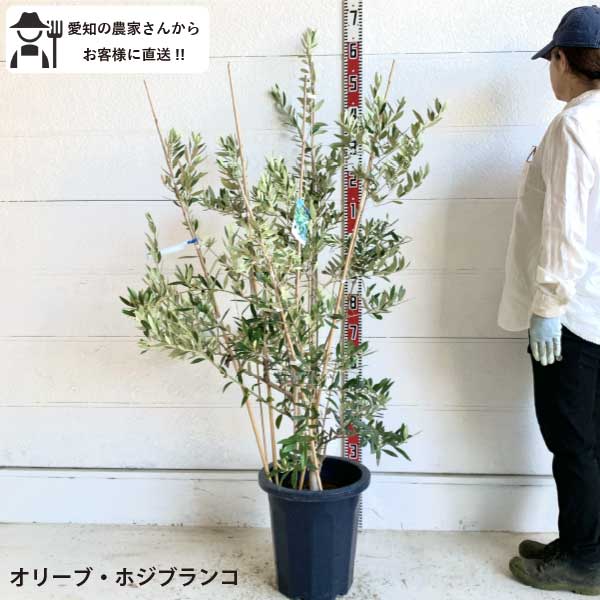 オリーブの木 ホジブランコ 7号 約135cm NO.704 人気品種 現品掲載