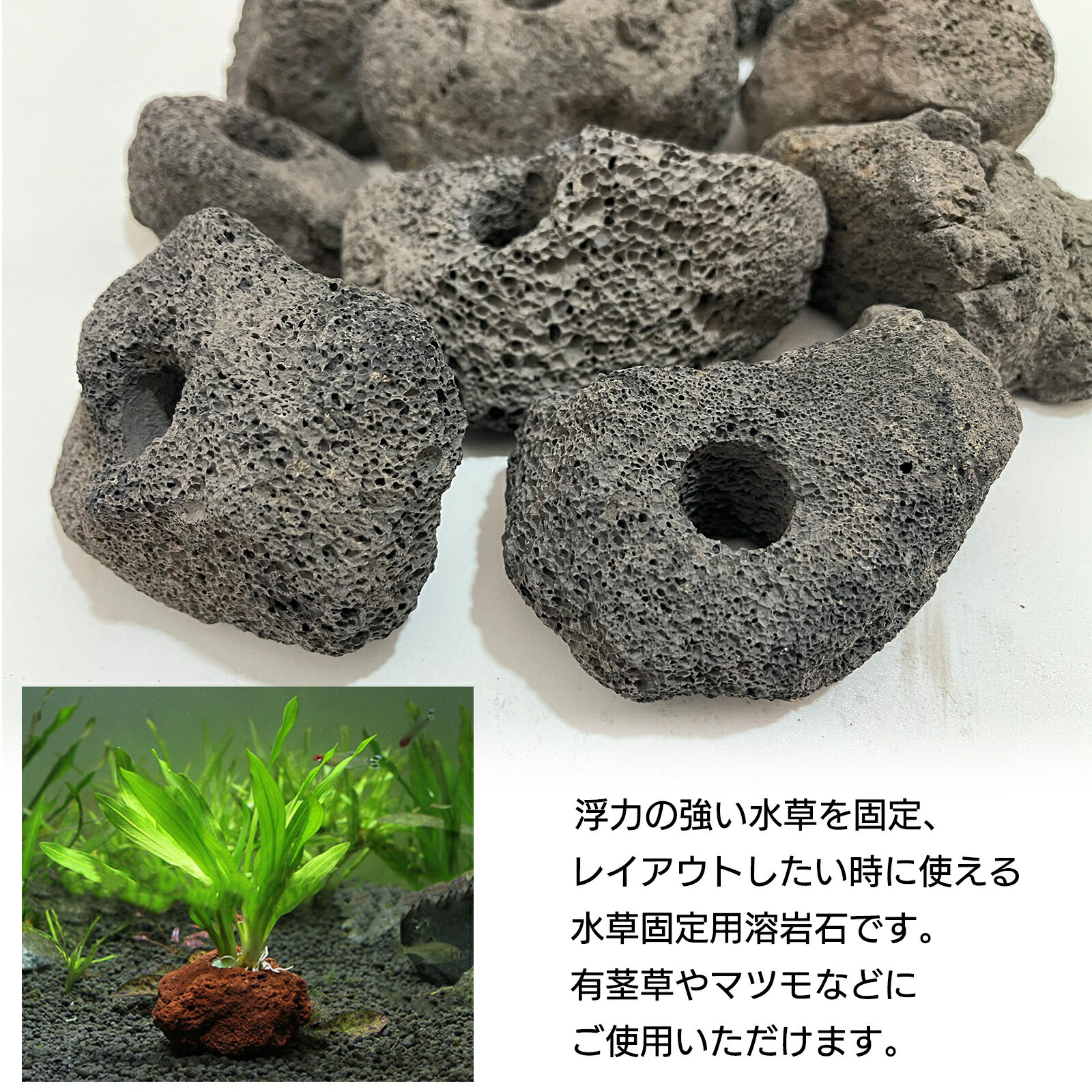 楽天市場】水槽 レイアウト 石 溶岩石 穴あき 水草固定用 SN-299-AY
