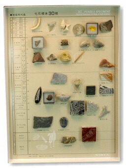 楽天市場】新・化石標本30種 : UnDigital科学博物店