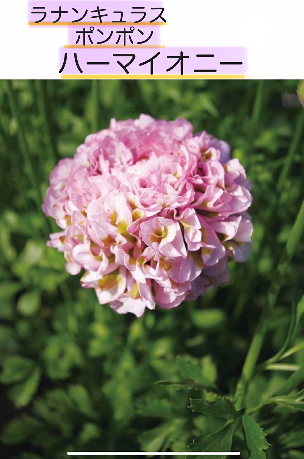 楽天市場】ラナンキュラス ポンポン ハーマイオニー 4〜5号ポット苗