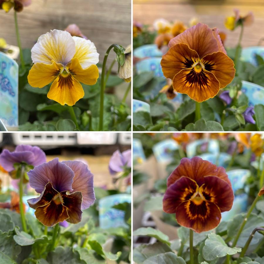 楽天市場】ビオラ 神戸べっぴんさん 湖蒼うみ アンティークイエロー