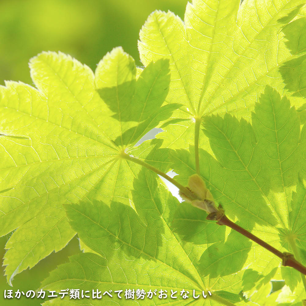楽天市場】コハウチワカエデ 実生 1.2m 15cmポット 4本 苗 : トオヤマ