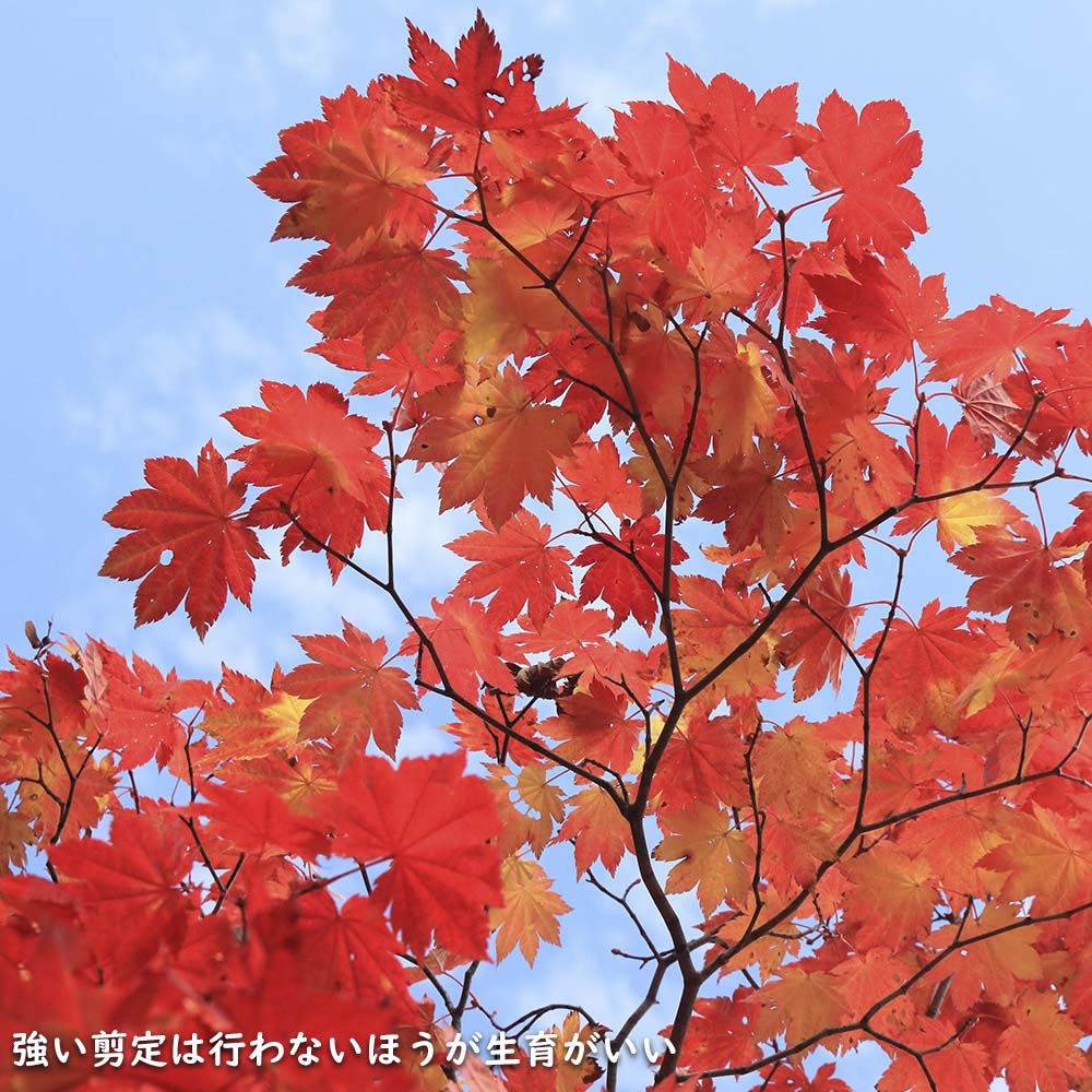 楽天市場】コハウチワカエデ 株立ち 2.5m 露地 苗木 : トオヤマグリーン