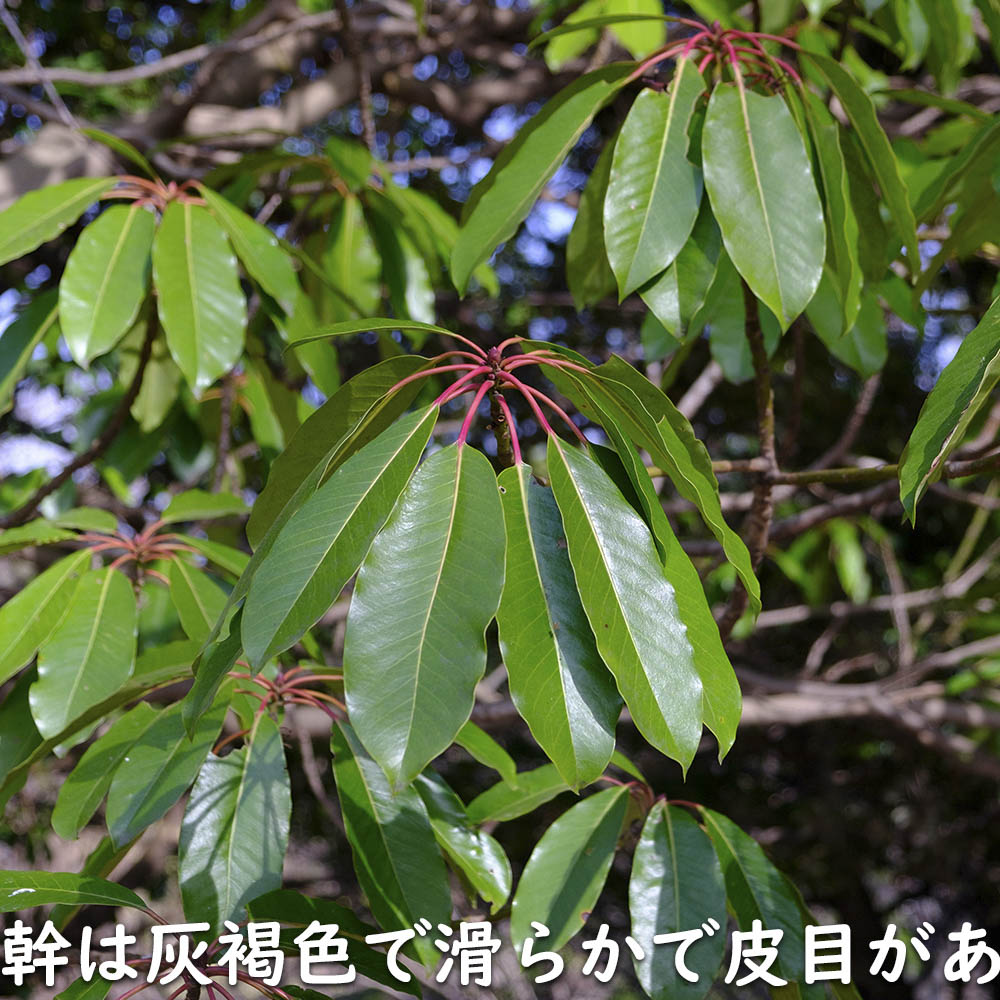 楽天市場】ユズリハ 2m 露地 2本 苗木 : トオヤマグリーン