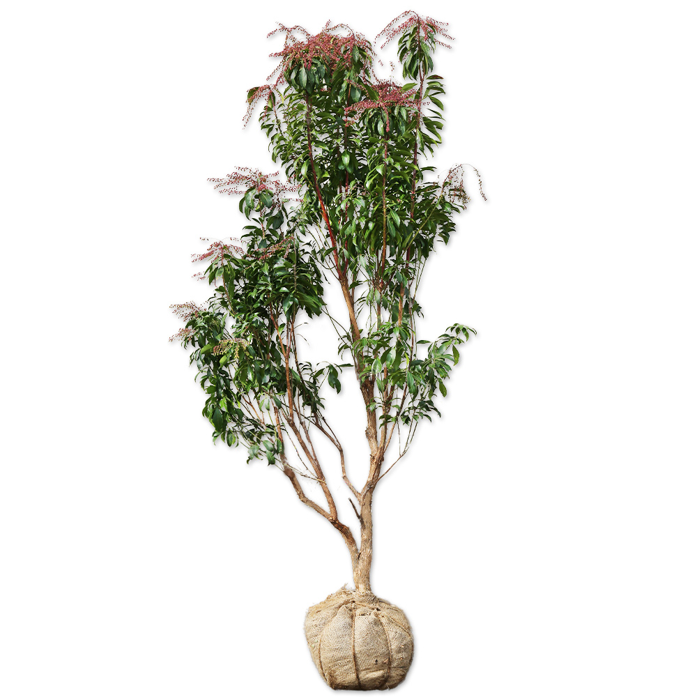 楽天市場】アセビ 1.5m 露地 苗木 : トオヤマグリーン