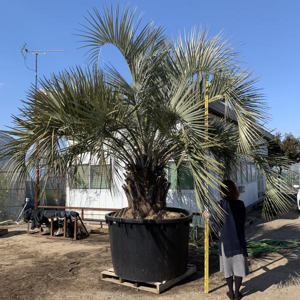 楽天市場】【直接引き取りのみ】ココスヤシ樹高約3.5m(根鉢含まず)南国